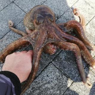 釣り仲間募集中です｡