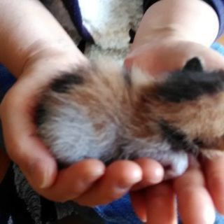子猫もらってくれませんか？