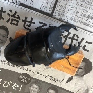 スマトラヒラタクワガタ