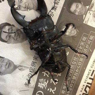 スマトラヒラタクワガタの画像