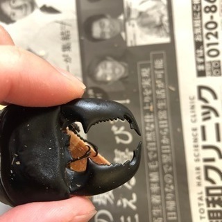 スマトラヒラタクワガタの画像