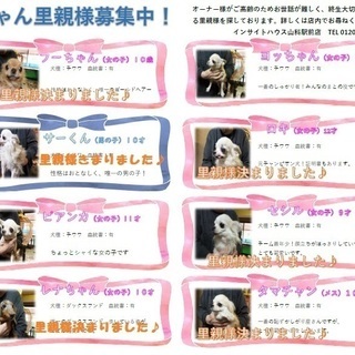ダックスフンド、チワワ等の小型犬を大切に飼ってくれる人募集！引取...