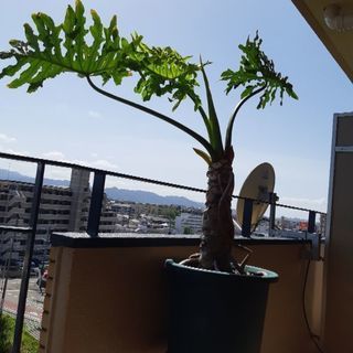 植木鉢用　スタンド　観葉植物などに