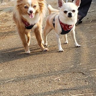 犬友さん探してます🤗