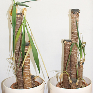 観葉植物をお譲りします