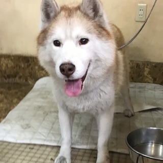 癒し系ハスキー♂推定8歳