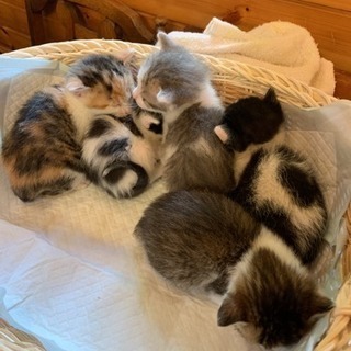 それぞれ素敵な家族に迎えてもらえました(^ ^)