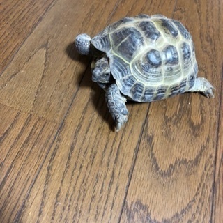 ヨツユビリクガメ