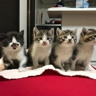 募集ストップ！問い合わせ多数対応中。産まれたての猫4匹。里親募集！