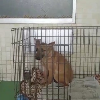 🆘保健所収容！彷徨っていた小柄なキツネちゃんみたいな♀県外譲渡可...