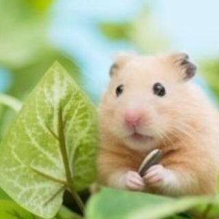 小動物好きな友達募集♡
