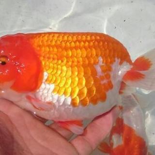 らんちゅう 親魚 ペアの画像