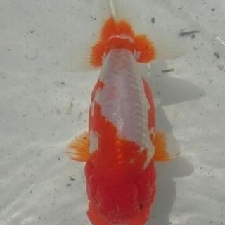 らんちゅう 親魚 ペアの画像