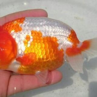 らんちゅう 親魚 ペアの画像