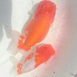 らんちゅう 親魚 ペアの画像