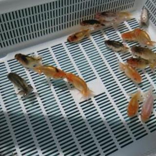 らんちゅう 黒仔～虎禿げの画像