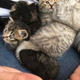 家族会議のため一旦受付終了しました。里親急募！まだ子猫ちゃんです😍