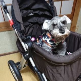 ペットバギー