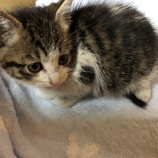 キジシロ子猫ちゃんの家族になってくれる方