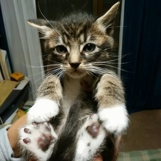 里親様無事決まりました！