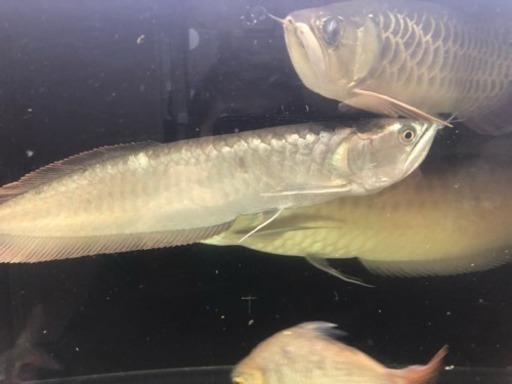 Wildシルバーアロワナ コロンビア産 43㎝+-