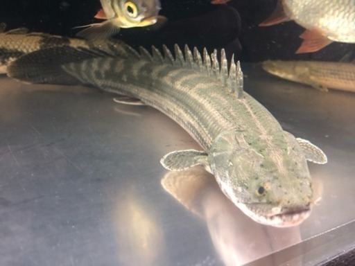 値下げチャド産 Wildビキールビキール 45㎝+- 美品