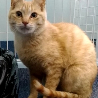 飼い主募集中　茶トラ　４～５か月　オス