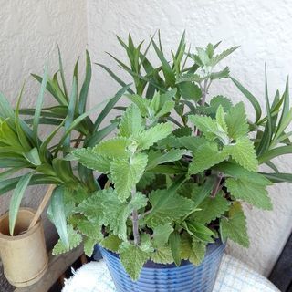 一時停止🌱育てやすいハーブ🌿キャットニップ&オニユリ寄植　鉢付き...