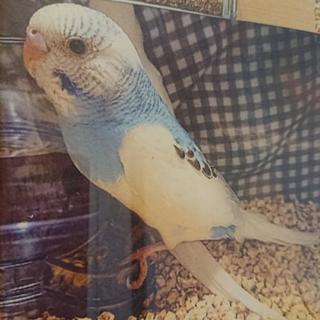 セキセイインコ探してますm(__)m