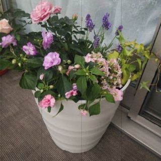 【春の寄せ植えです☆長く持つ植物チョイスしてます☆前回よりバラ一...
