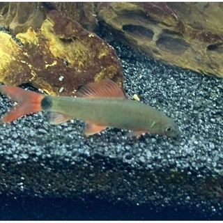 交渉中)熱帯魚)レインボーシャーク4匹　/　8〜9cmお譲りいた...