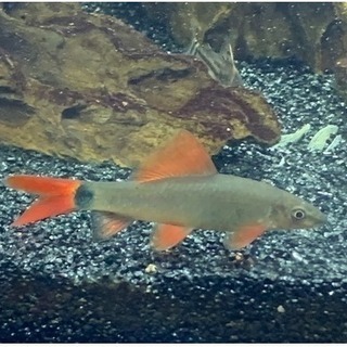 交渉中)熱帯魚)レインボーシャーク4匹　/　8〜9cmお譲りいたします。の画像