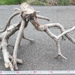 アクアリウム、テラリウムにいかが？