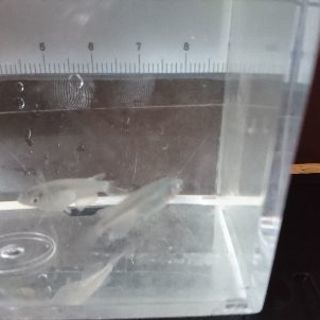 幹之ヒレナガメダカ5匹の画像