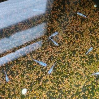 幹之ヒレナガメダカ5匹の画像
