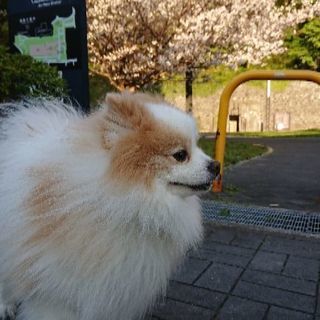 里親募集