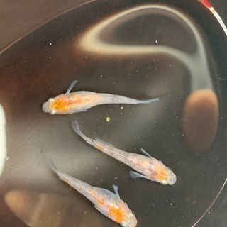 三色透明鱗 メダカ 三色メダカ