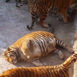 可愛い動物好きファングループ🎵