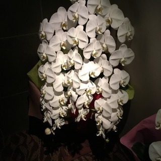 蘭の花   