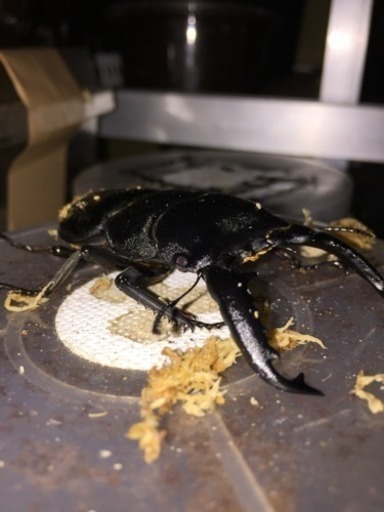 パラワンオオヒラタ ペア