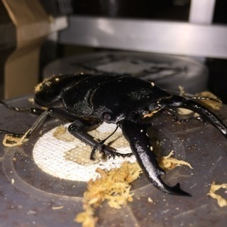 パラワンオオヒラタ ペア