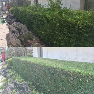お庭の手入れ、草刈り、管理、剪定！