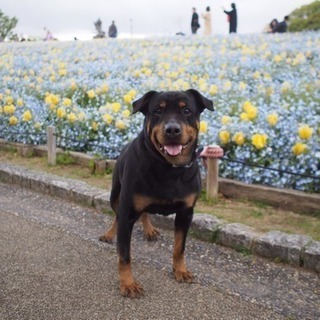 超ステキなご縁頂きました♡ロットワイラー - 犬