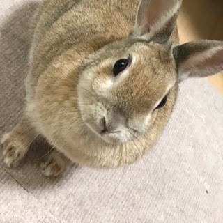 うさぎの里親募集