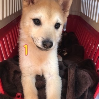 里親様決まりました。