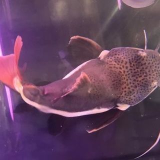 レッドテールキャット　ウルトラショート