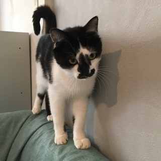 性格抜群のマールの里親さま募集しています。 - 猫