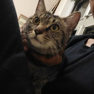 猫好きの39歳です。浜松市