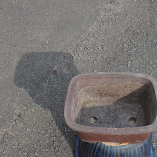 さつきで使用平鉢③