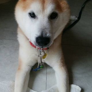 柴犬  9才  オス  血統書付き